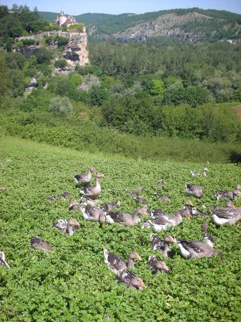 Dordogne%20fois%20grois%20geese%20and%20castle.jpg
