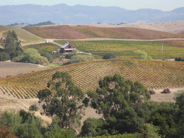 Napa-Sonoma%20vinyards.jpg