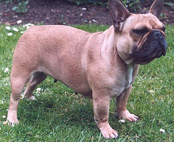 french_bulldog.jpg